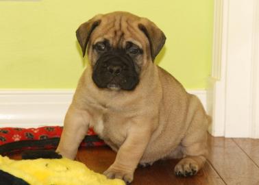 Liebevolles Bullmastiff Welpen mit Ahnen