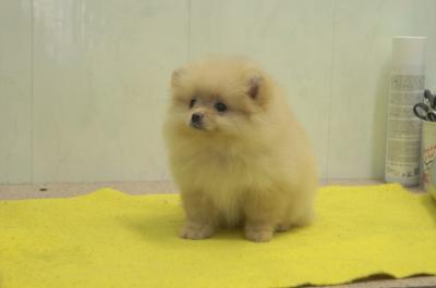 Zwergspitz Pomeranian Welpen mit VDH-FCI