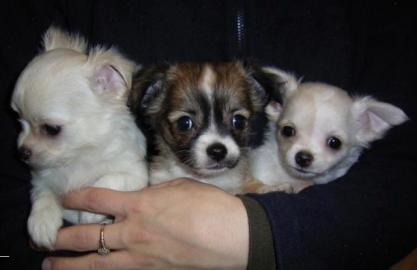 Super Mini Chihuahua Welpen . WhatsApp +4