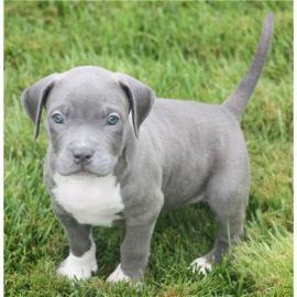 American Staffordshire Welpen Blue-Line