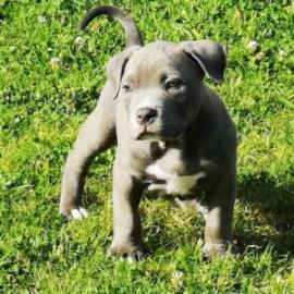 American Staffordshire Welpen Blue-Line