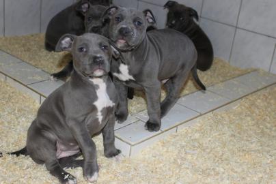 American Bully Welpen / TOP Linie