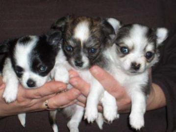 3 superse Chihuahua Welpen / Hndinnen