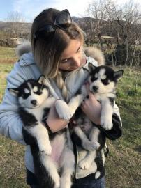 Siberien Husky Whatsapp +4915214389093