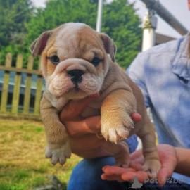 gesunde englische Bulldoggenwelpen verf