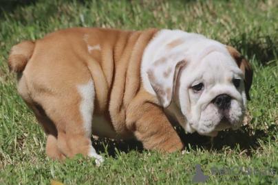 gesunde englische Bulldoggenwelpen verf