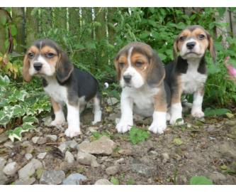 Wurf dreifarbiger Beagle-Welpen zu verka