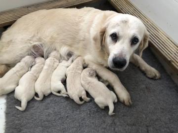 Reinrassige Golden retriever Welpen.  .  . 