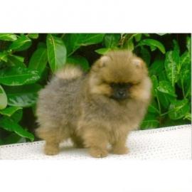 Wunderschne kleine Pomeranian Welpen