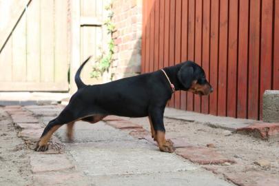 Wundersch?ne Dobermann Welpen