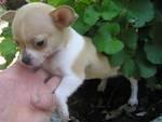 Schne, superkleine Chihuahua Welpen fr