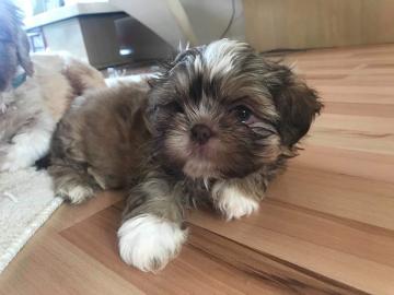 Fanji Shih Tzu