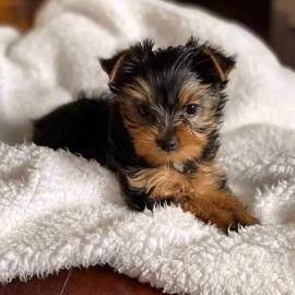 Yorkshire-Terrier-Welpen