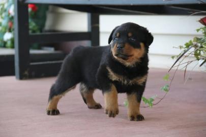 Rottweiler Welpen