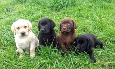 Reinrassiger Labrador Retriever mit Papi