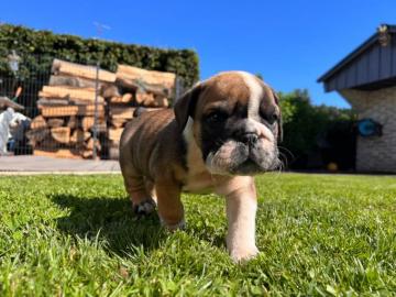 Englische Bulldogge Welpen