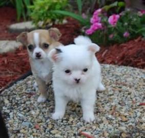 Chihuahua Babys mini fur 100 euro