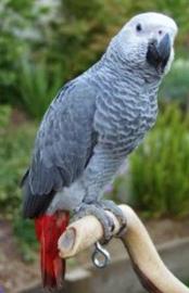 Kongo-Afrikaner Grey Parrots f?r Vogelli