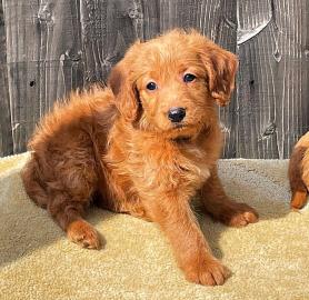 Entz?ckende Labradoodles-Welpen verf?gba