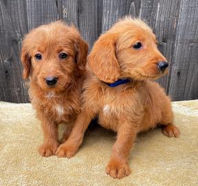 Labradoodle-Welpen verf?gbar