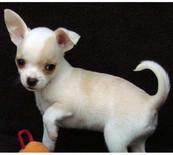 Super se mini chihuahua welpen mit pap