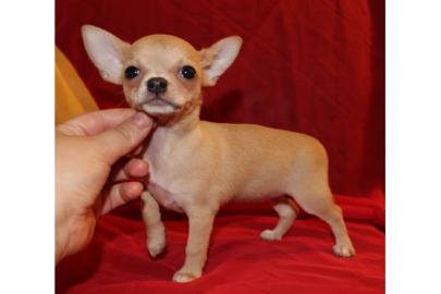 Super se mini chihuahua welpen mit pap