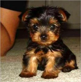 Entz?ckende Teacup Yorkie Welpen zu verk