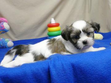 Reinrassige Shih-tzu Welpen suchen ein n