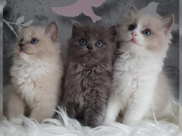 Purebred Ragdoll kittens