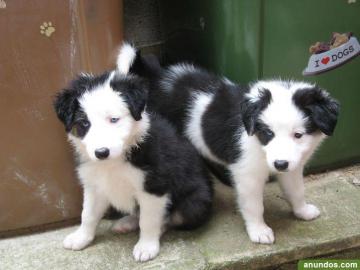 Border Collie Welpen mit Papieren