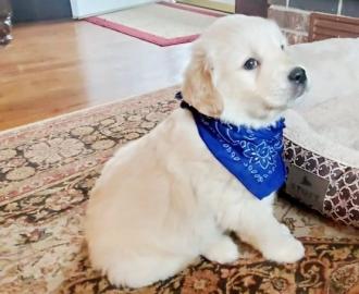 Loving Available Golden Retriever W