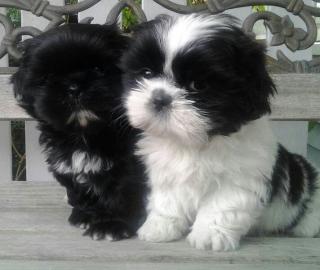 Shih Tzu welpen whatsapp nummer +4368110