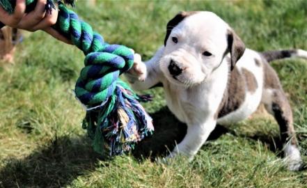 Zu verkaufen American Bulldog Welpen