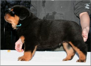 Se  Rottweiler welpen