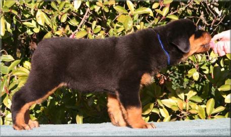 Se  Rottweiler welpen