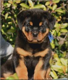 Se  Rottweiler welpen