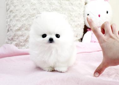 Liebevolles MINI POMERANIAN ZWERGSPITZ B