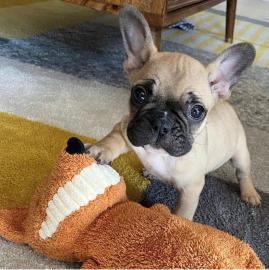 Franzsische Bulldogge