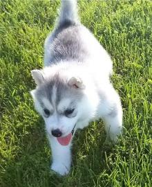 S?sse Siberian Husky Welpen