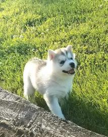 S?sse Siberian Husky Welpen