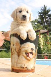 Golden Retriever Welpen mit Stammbaum !