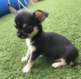 Chihuahua Babys sehr klein