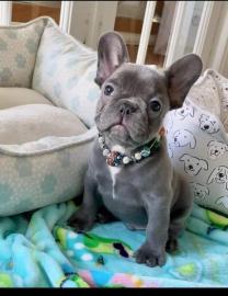 Adorable French bulldog puppies are rea