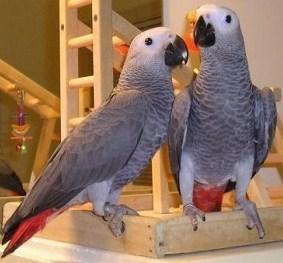 AKC gesund African Grey fr Rehoming