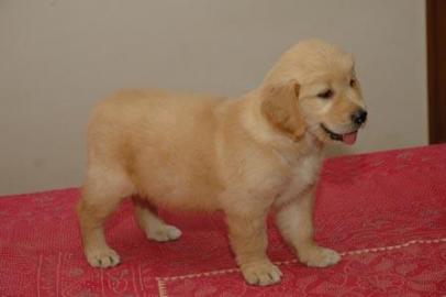 Golden Retriever Welpen Zu Verschenken - 41291027112012700671