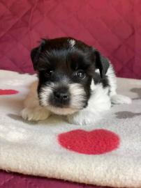 Bezaubernde #Schnauzer-Welpen zur Neuver