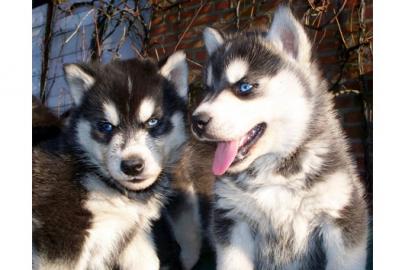 freundliche Siberian Husky Welpen