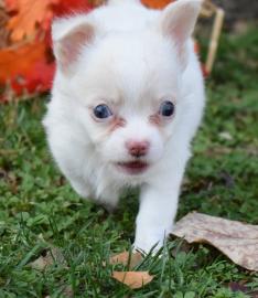 Sch?ne Chihuahua-Welpen verf?gbar