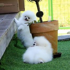 Pomeranian Zwergspitz sucht neues Zuhaus