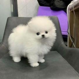 Zwergspitz Pomeranian Welpen